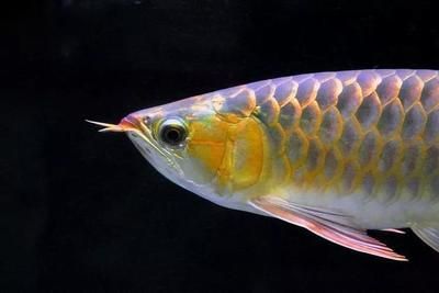 金龍魚(yú)食量大嗎？：金龍魚(yú)的食量大嗎 龍魚(yú)百科 第3張