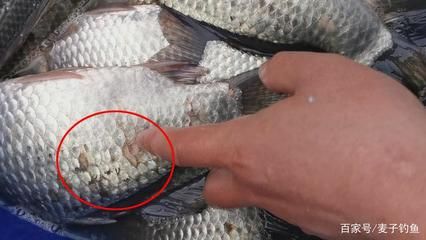 龍魚鱗掉了多久恢復(fù)正常：龍魚鱗片掉了多久恢復(fù)正常 龍魚百科 第2張