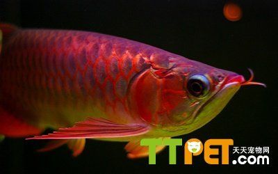 龍魚厭食癥及消化不良疾病簡介：龍魚厭食癥及消化不良是龍魚養(yǎng)殖過程中常見的兩種疾病 龍魚百科 第3張