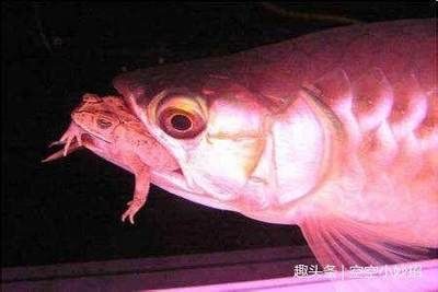 龍魚厭食癥及消化不良疾病簡介：龍魚厭食癥及消化不良是龍魚養(yǎng)殖過程中常見的兩種疾病 龍魚百科 第1張