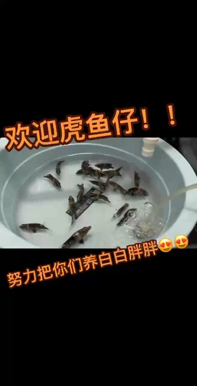 要是每天都能買魚就好了：壓魚壓魚,努力成為虎魚大佬,五子登科評論：喂食方面要多樣化 觀賞魚論壇