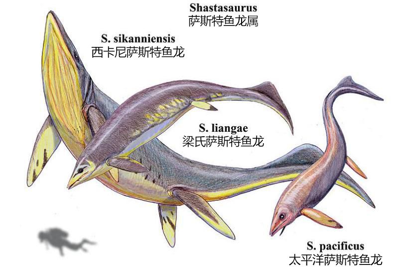 西卡尼薩斯特魚龍：西卡尼薩斯特魚龍是已命名的最大海洋爬行動物 龍魚百科 第3張