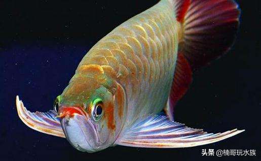 家里養(yǎng)龍魚的風(fēng)水寓意是什么：養(yǎng)龍魚的風(fēng)水寓意是什么 龍魚百科 第1張