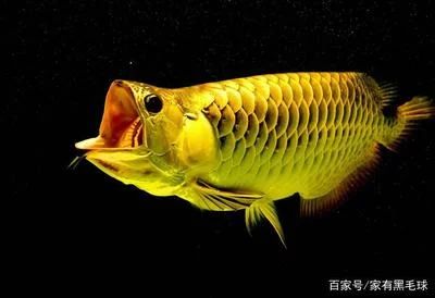 龍魚掉眼對魚有壞處嗎怎么治療好：龍魚掉眼對魚有壞處嗎 龍魚百科 第3張