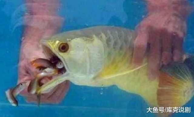 金龍魚不吃東西怎么辦：金龍魚不吃東西可能是由于多種原因引起的，以下原因和解決方案 龍魚百科 第2張