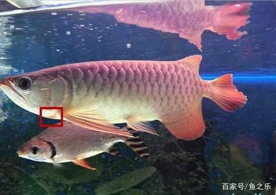 龍魚半個月?lián)Q一次水好嗎：龍魚半個月?lián)Q一次水好嗎， 龍魚百科 第2張