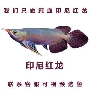 純血紅龍魚從白條到大紅：純血紅龍魚從白條到大紅的過(guò)程 龍魚百科 第3張