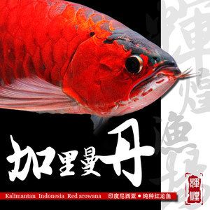 純血紅龍魚從白條到大紅：純血紅龍魚從白條到大紅的過(guò)程 龍魚百科 第1張