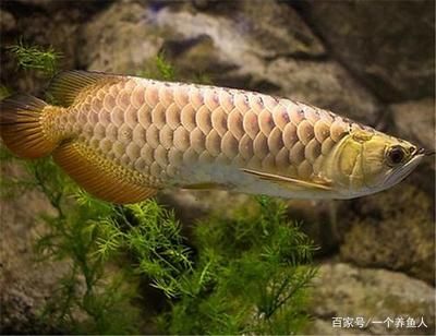 金龍魚上色什么燈光最好：金龍魚上色什么燈光最好什么燈光最好 龍魚百科 第3張