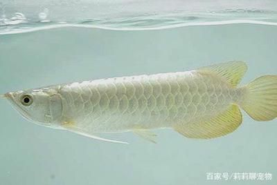 金龍魚魚缸背景：關(guān)于金龍魚魚缸背景顏色選擇的指南