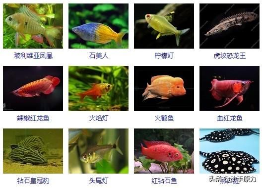 紅龍魚(yú)為什么會(huì)鉆石眼：為什么紅龍魚(yú)會(huì)鉆石眼