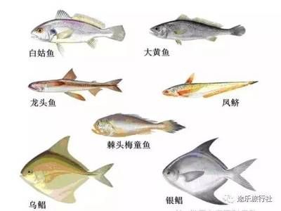 淡水龍頭魚：淡水龍頭魚實際是一個錯誤的稱呼，因為龍頭魚是海洋魚類 龍魚百科 第1張