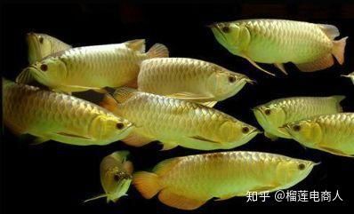 養(yǎng)金龍魚掙錢嗎知乎：養(yǎng)金龍魚掙錢嗎 龍魚百科 第3張