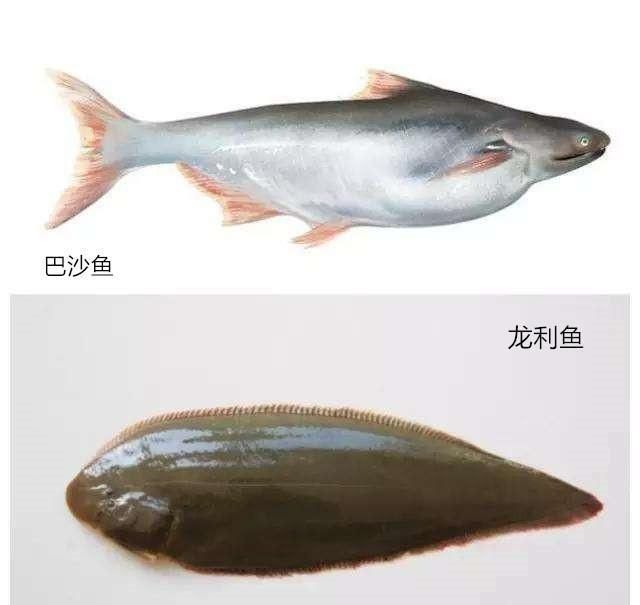 巴沙魚和龍利魚哪個(gè)營(yíng)養(yǎng)價(jià)值高：巴沙魚和龍利魚的區(qū)別