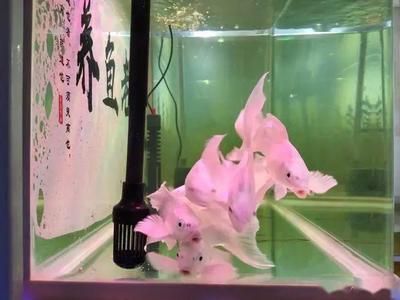 龍魚新入缸害怕水嗎怎么辦：龍魚新入缸害怕水嗎 龍魚百科 第1張