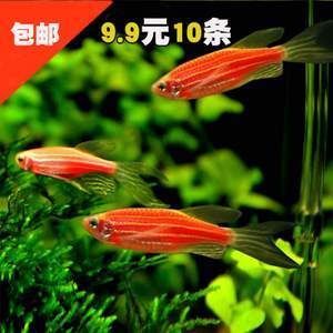 和龍魚混養(yǎng)的群游魚：和龍魚混養(yǎng)的群游魚需要注意什么？ 龍魚百科 第2張