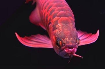 史上最貴的龍魚是什么魚：歷史上最貴的龍魚是什么魚？