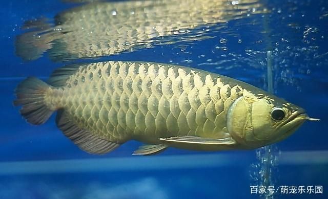 小龍魚為什么不吃東西：小龍魚拒食可能由多種因素引起 龍魚百科 第2張