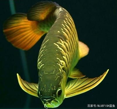 養(yǎng)龍魚(yú)的方法：養(yǎng)龍魚(yú)的注意事項(xiàng) 龍魚(yú)百科 第2張