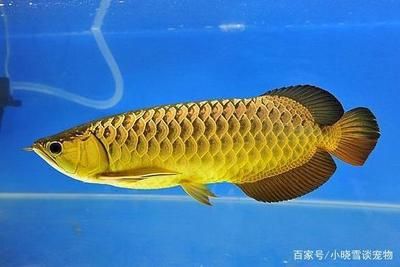 養(yǎng)龍魚(yú)的方法：養(yǎng)龍魚(yú)的注意事項(xiàng) 龍魚(yú)百科 第3張