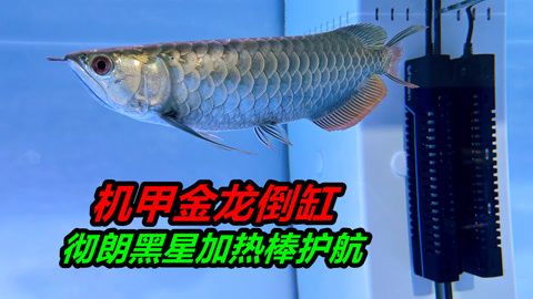 金龍魚斷尾該怎么處理：金龍魚斷尾后怎么處理 龍魚百科 第1張