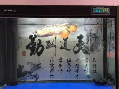 大慶龍魚專賣店：大慶市龍魚專賣店