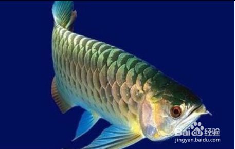 龍魚狀態(tài)不好沒食欲怎么調(diào)理呢吃什么好：龍魚狀態(tài)不好、沒食欲怎么辦 龍魚百科 第1張