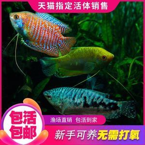 龍魚(yú)怎么賣出去的：龍魚(yú)可以通過(guò)直接銷售給消費(fèi)者的方式進(jìn)行買賣或銷售 龍魚(yú)百科 第3張