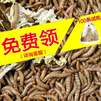 龍魚一直吃面包蟲：龍魚可以吃面包蟲嗎