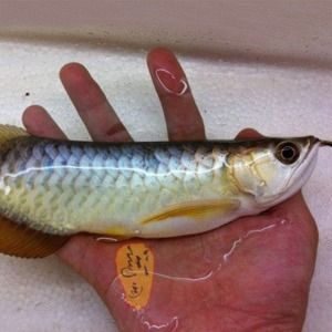 藍(lán)底高背金龍魚多少錢：藍(lán)底高背金龍魚價格