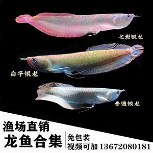 白子黃化龍魚：白子黃化龍魚是一種高端的觀賞魚的高端的觀賞魚 龍魚百科 第2張