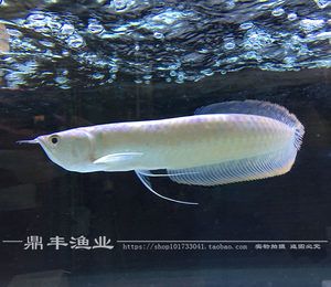 白子黃化龍魚：白子黃化龍魚是一種高端的觀賞魚的高端的觀賞魚 龍魚百科 第1張