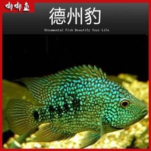 德州豹魚(yú)能和龍魚(yú)混養(yǎng)嗎？：德州豹魚(yú)和龍魚(yú)可以混養(yǎng)么？