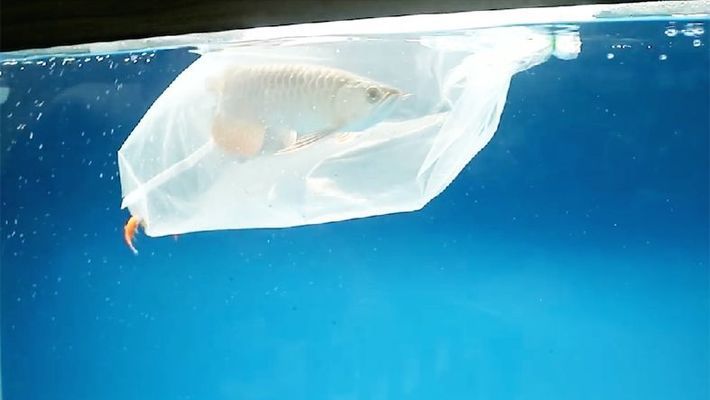 龍魚不過水直接入缸沒問題不？：龍魚不過水直接入缸沒問題不? 龍魚百科 第2張