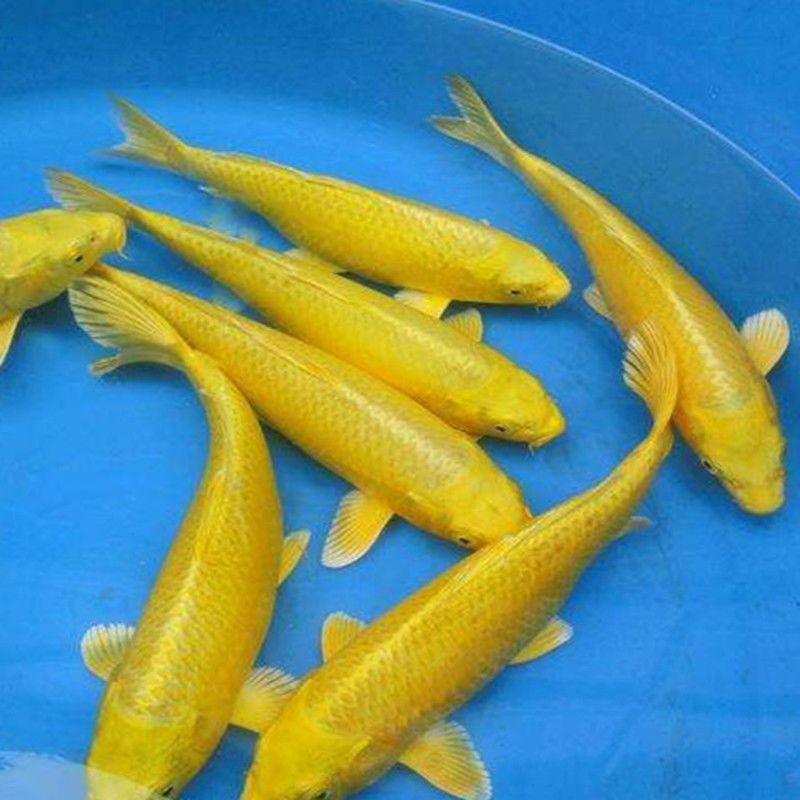 喂龍魚的活飼料魚怎么處理干凈呢：喂龍魚的活飼料魚怎么處理 龍魚百科 第2張