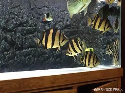 龍魚(yú)一直張嘴不吃東西：龍魚(yú)一直張嘴不吃東西怎么辦？ 龍魚(yú)百科 第2張