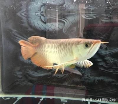 龍魚(yú)一直張嘴不吃東西：龍魚(yú)一直張嘴不吃東西怎么辦？ 龍魚(yú)百科 第3張