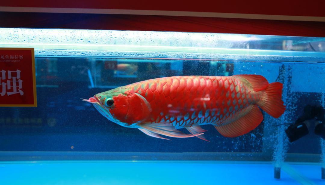 紅龍魚(yú)趴缸：紅龍魚(yú)趴缸怎么辦