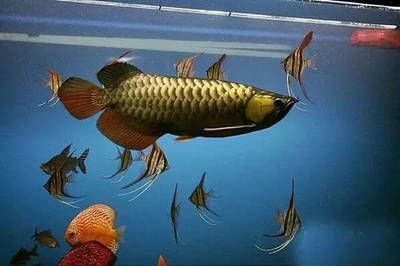 巴西亞魚攻擊龍魚嗎會(huì)死嗎：巴西亞魚與龍魚的飼養(yǎng)注意事項(xiàng) 龍魚百科 第2張