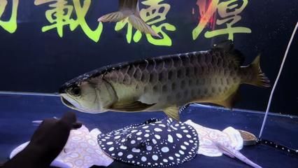 龍魚炮彈頭與平頭：龍魚炮彈頭與平頭怎么選 龍魚百科 第3張