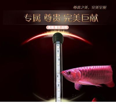 金龍魚(yú)燈管怎么搭配的：金龍魚(yú)燈管怎么搭配