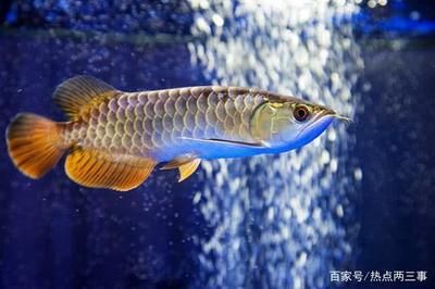 野生龍魚貴嗎：野生龍魚因其稀有性和觀賞價值而被認為是昂貴的 龍魚百科 第3張