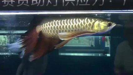 一條龍魚大概多少錢人民幣：一條龍魚大概多少錢人民幣一條龍魚大概多少錢人民幣