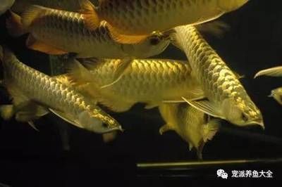 龍魚兩條會打架嗎：龍魚兩條會不會打架？ 龍魚百科 第2張