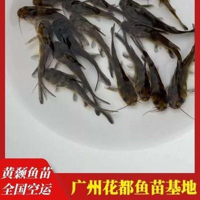 10cm紅龍魚魚苗價(jià)格：10cm紅龍魚魚苗價(jià)格：紅龍魚魚苗的價(jià)格是不一樣的