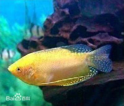 不想養(yǎng)龍魚了：如果你決定不再養(yǎng)龍魚了