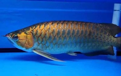 65公分龍魚：65公分的龍魚屬于中等體型，不同品種的龍魚體長差異較大