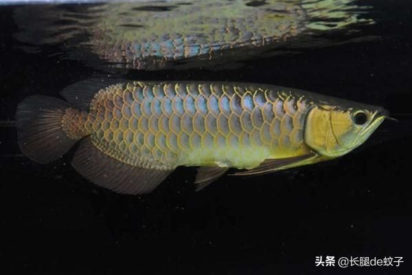 藍底金龍魚是什么品種：關(guān)于藍底金龍魚的一些詳細信息