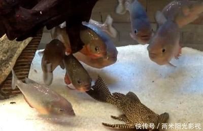 擦魚缸龍魚害怕怎么辦：擦魚缸龍魚害怕怎么辦，