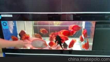 網(wǎng)上哪家賣龍魚：網(wǎng)上賣龍魚，網(wǎng)上哪家賣龍魚網(wǎng)上哪家賣龍魚網(wǎng)上哪家賣龍魚